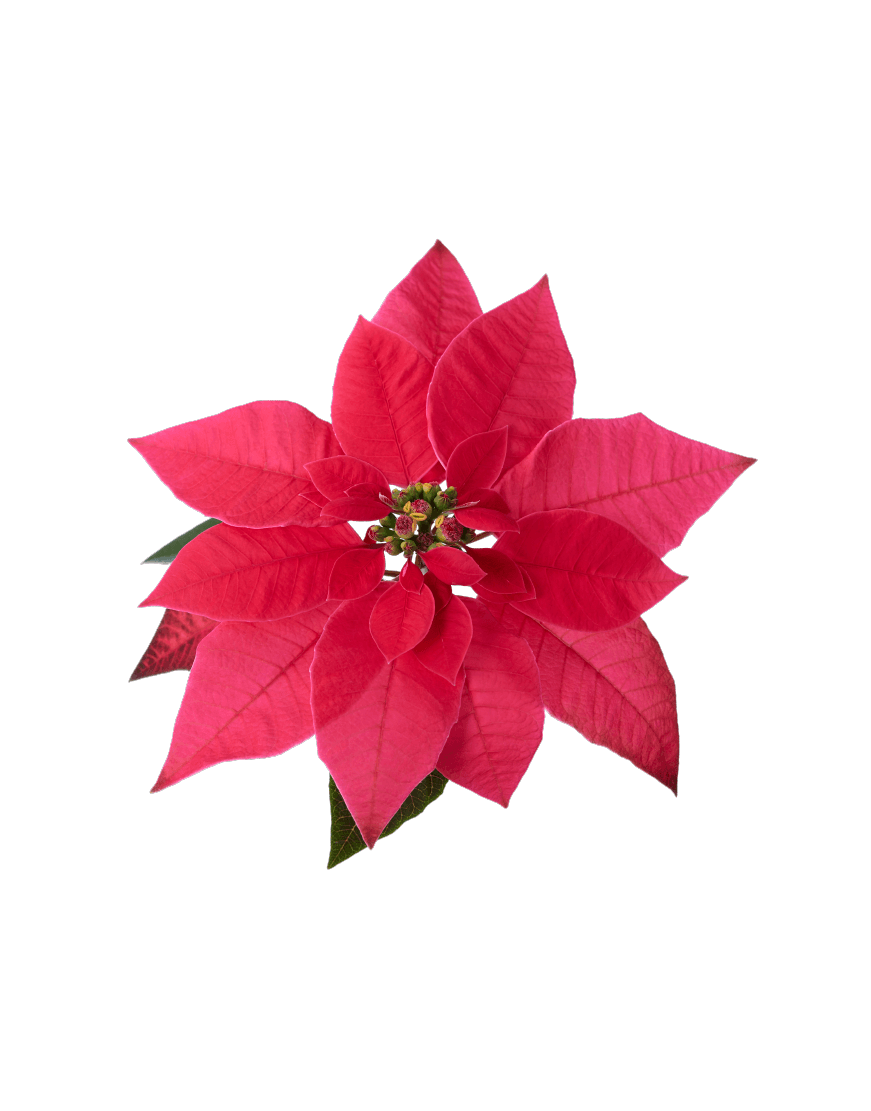 Princettia Indian Red | Compact, pink & white Euphorbia (Poinsettia) 2.0