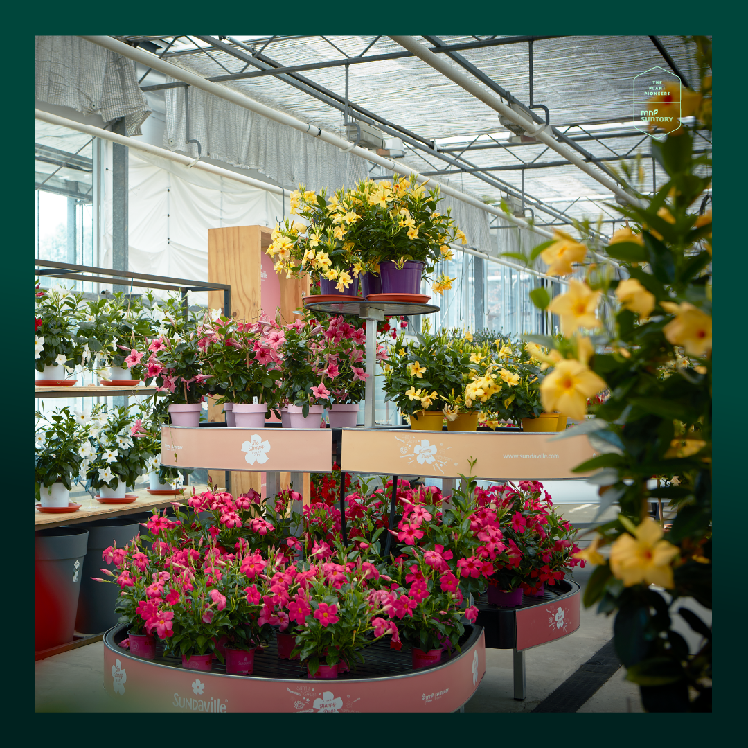 Also this year MNP / Suntory is looking back at a successful edition of the FlowerTrials 2019 – where plants meet people. We warmly welcomed many...