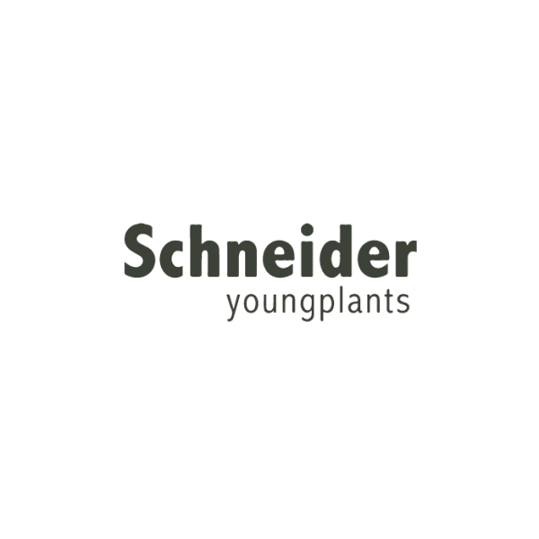 Schneider ,