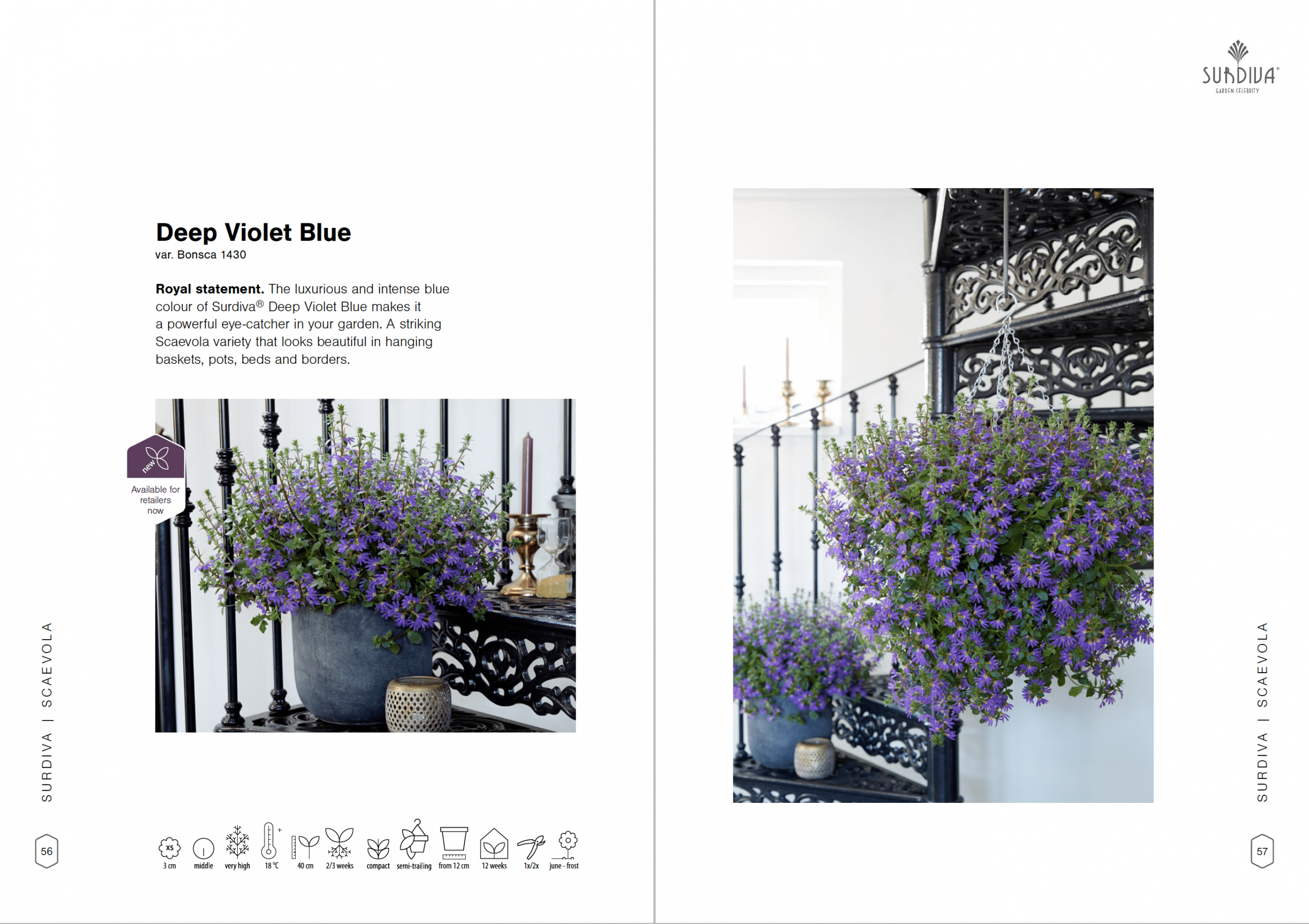 Surdiva® Deep violet Blue | MNP / Suntory