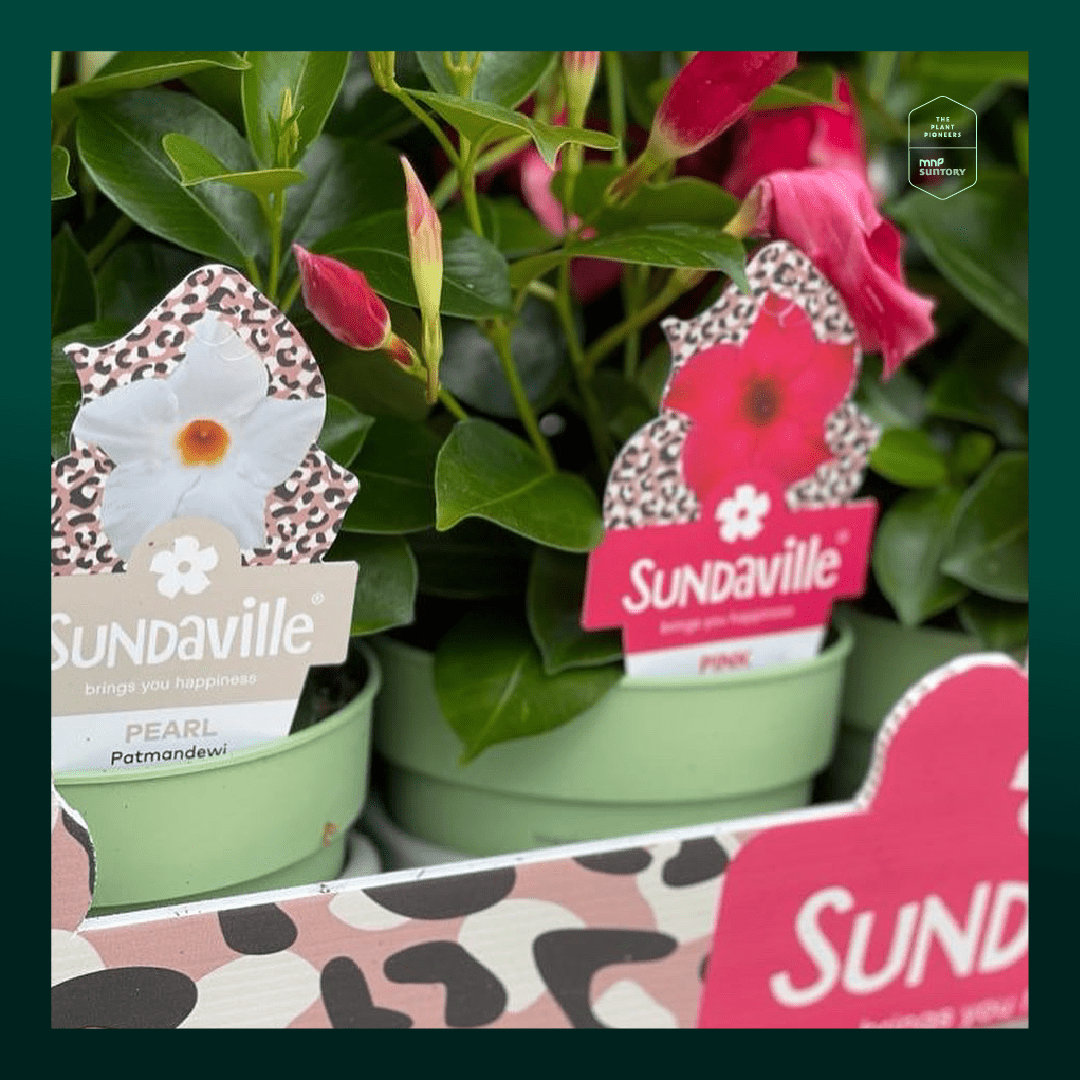 We are happy to announce that we are launching an (online) European consumer campaign for Sundaville®, called: Power Flower...