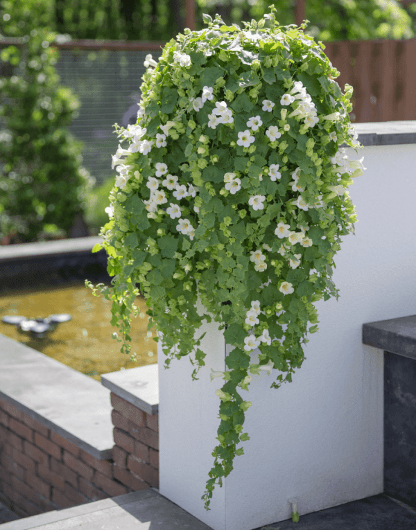 Lofos Compact White | The Lophospermum for creating hanging baskets