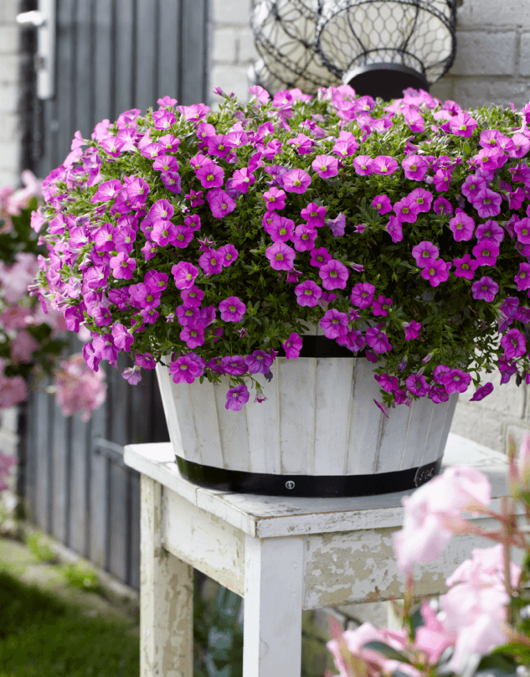 Lofos Compact White | The Lophospermum for creating hanging baskets