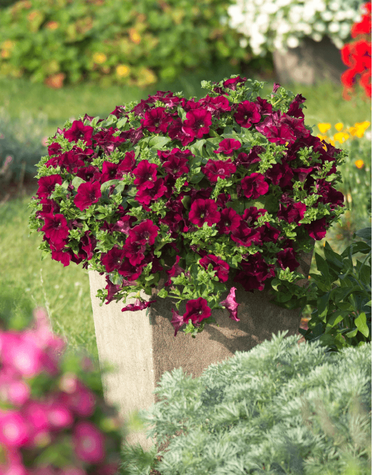 Surfinia Purple Vein | No.1 Original Trailing Petunia