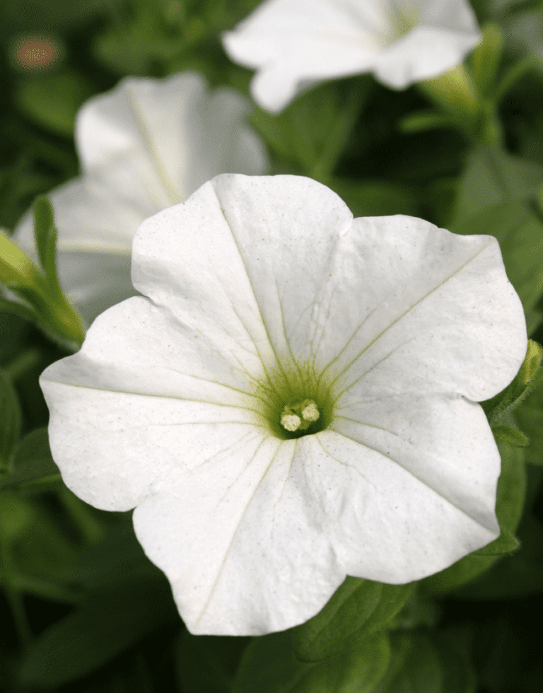 Surfinia® Coral Morn | No.1 Original Trailing Petunia