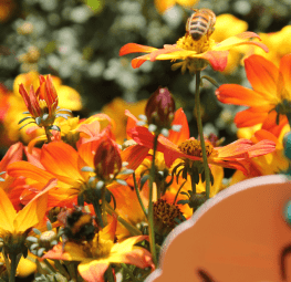 Beedance® Painted Red Bee butterfly attracting Bidens