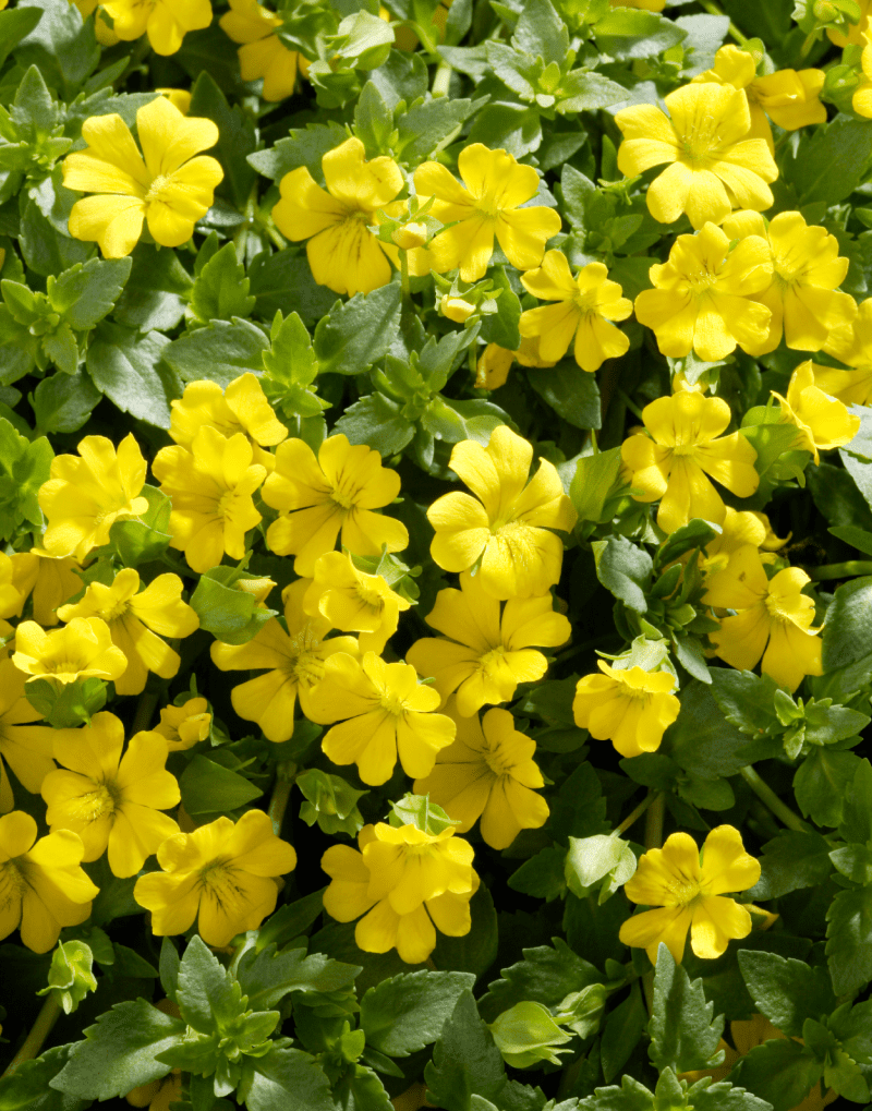 Suntory Mecardonia Early Yellow | Bears masses of small yellow blooms