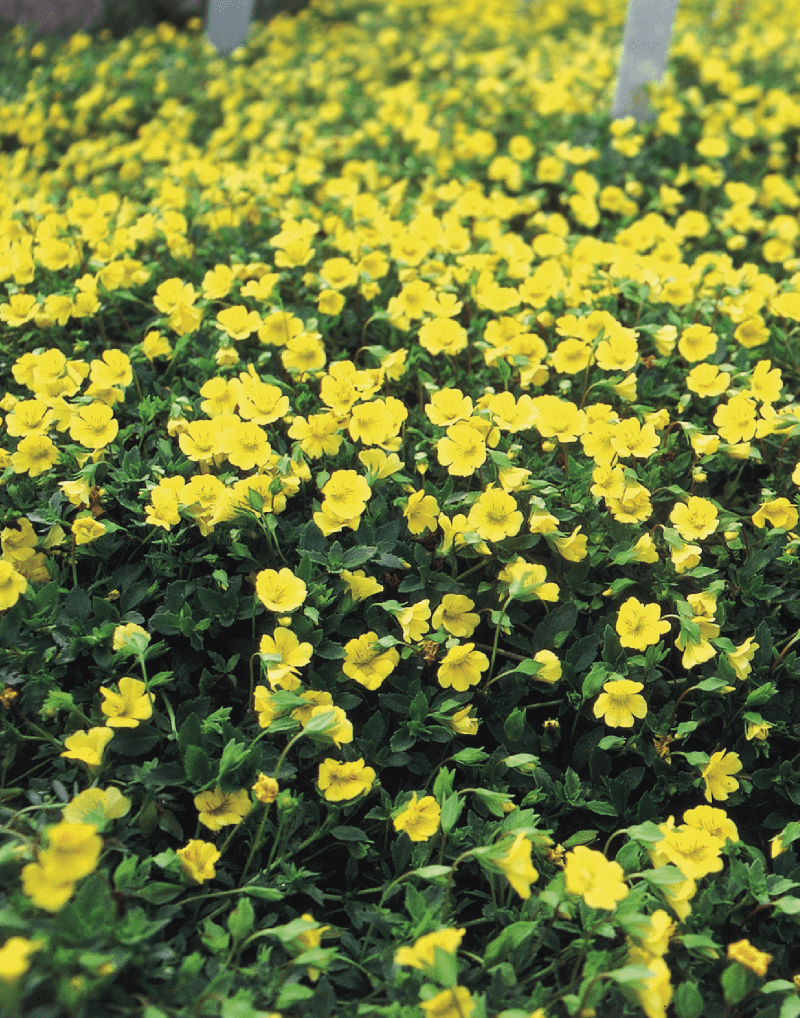 Suntory Mecardonia Early Yellow | Bears masses of small yellow blooms