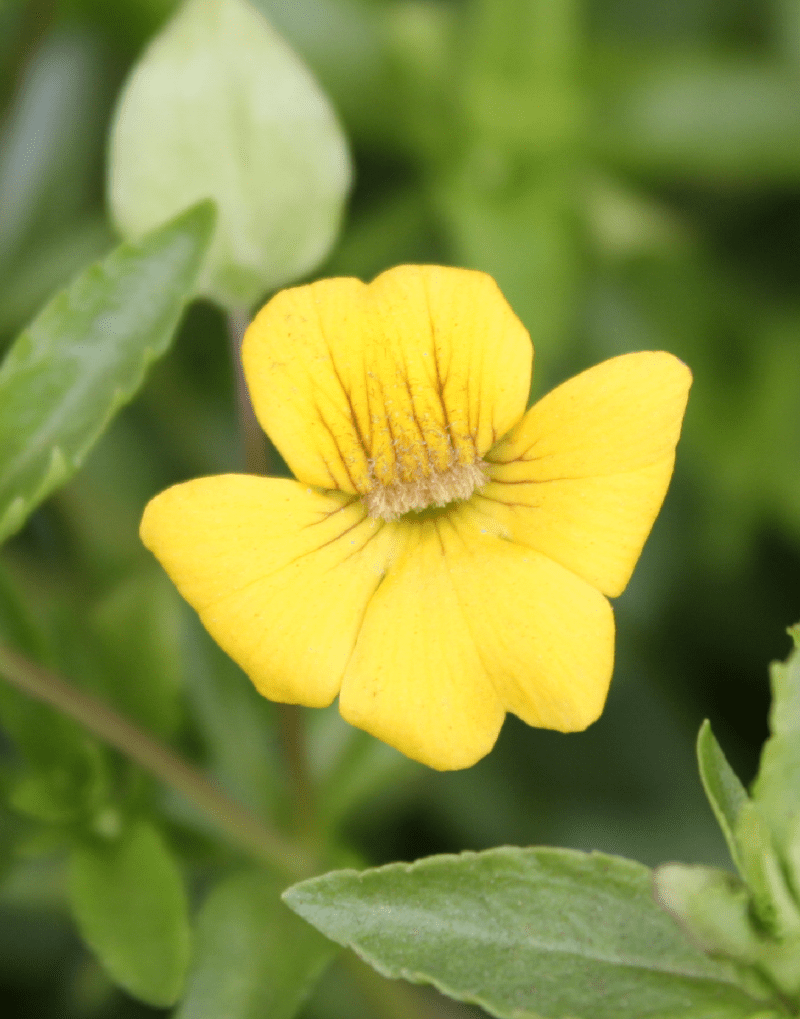 Suntory Mecardonia Early Yellow | Bears masses of small yellow blooms