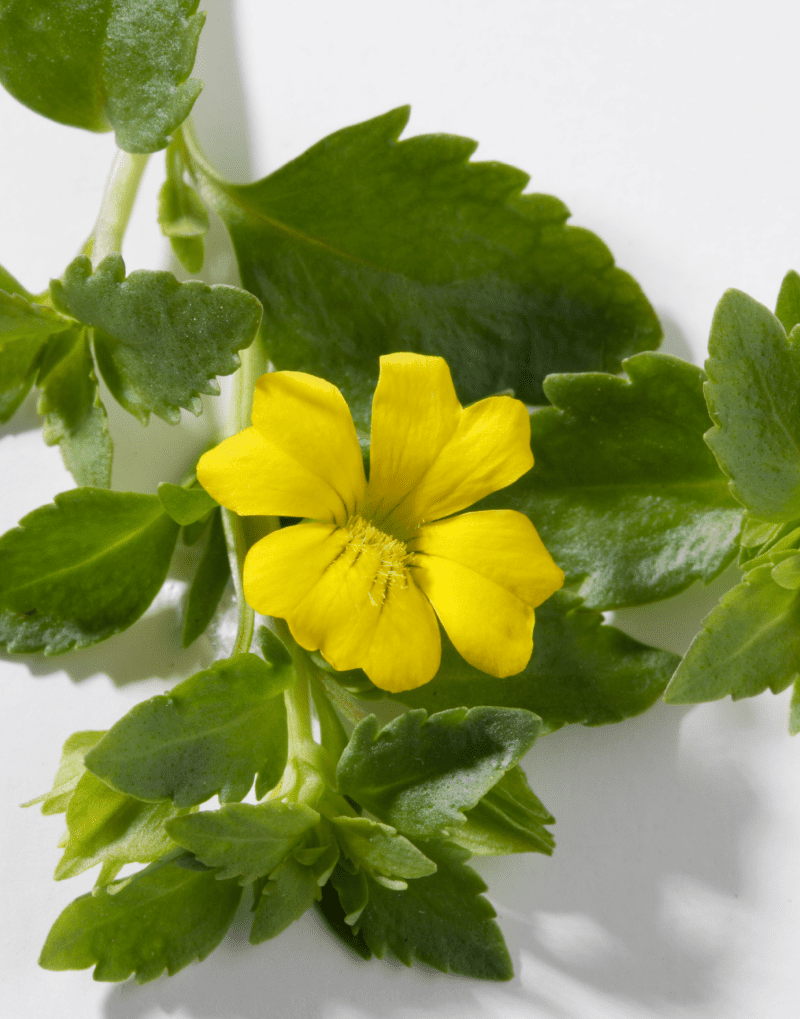 Suntory Mecardonia Early Yellow | Bears masses of small yellow blooms