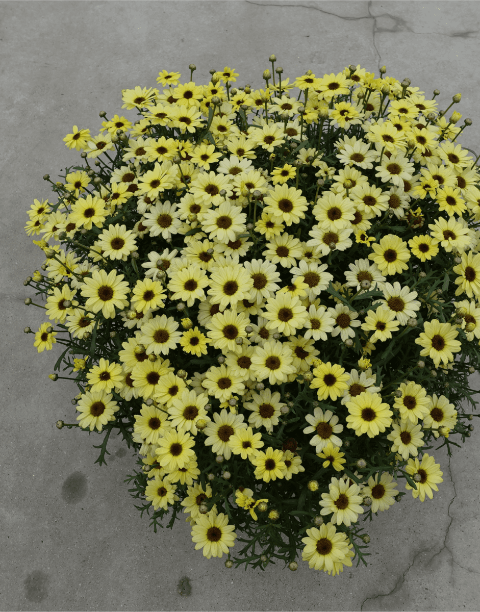 Аргирантемум семена. Аргирантемум Argyanthemum Grandaisy Ruby. Аргирантемум Grandaisy Yellow. Аргирантемум Grandaisy White. Аргирантемум Aramis Gold.