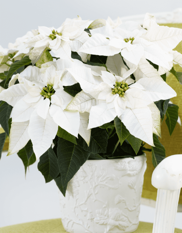 Princettia Pearl | Compact, pink & white Euphorbia (Poinsettia) 2.0