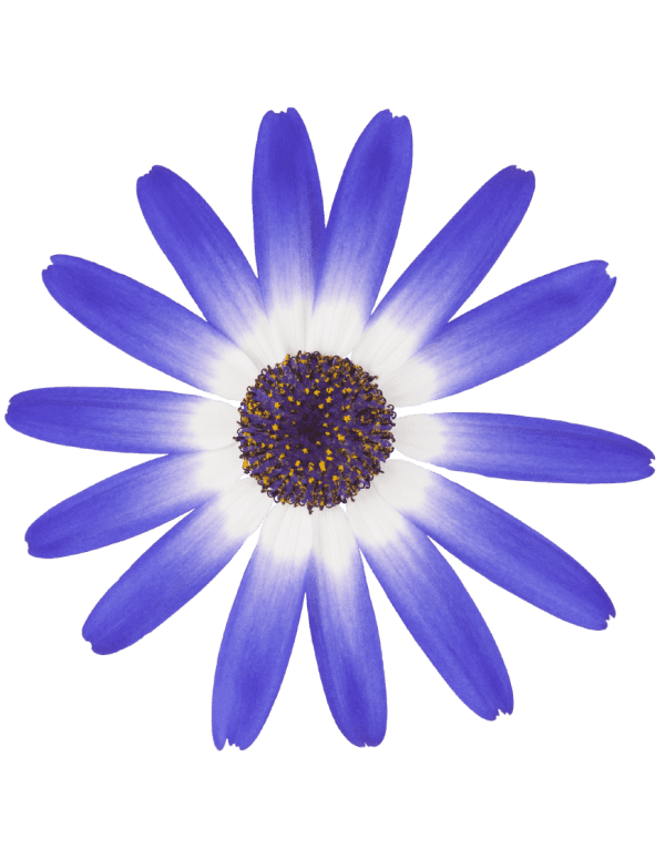 Senetti® Blue White XXL | Spring Garden Colours | Pericallis (Senecio)