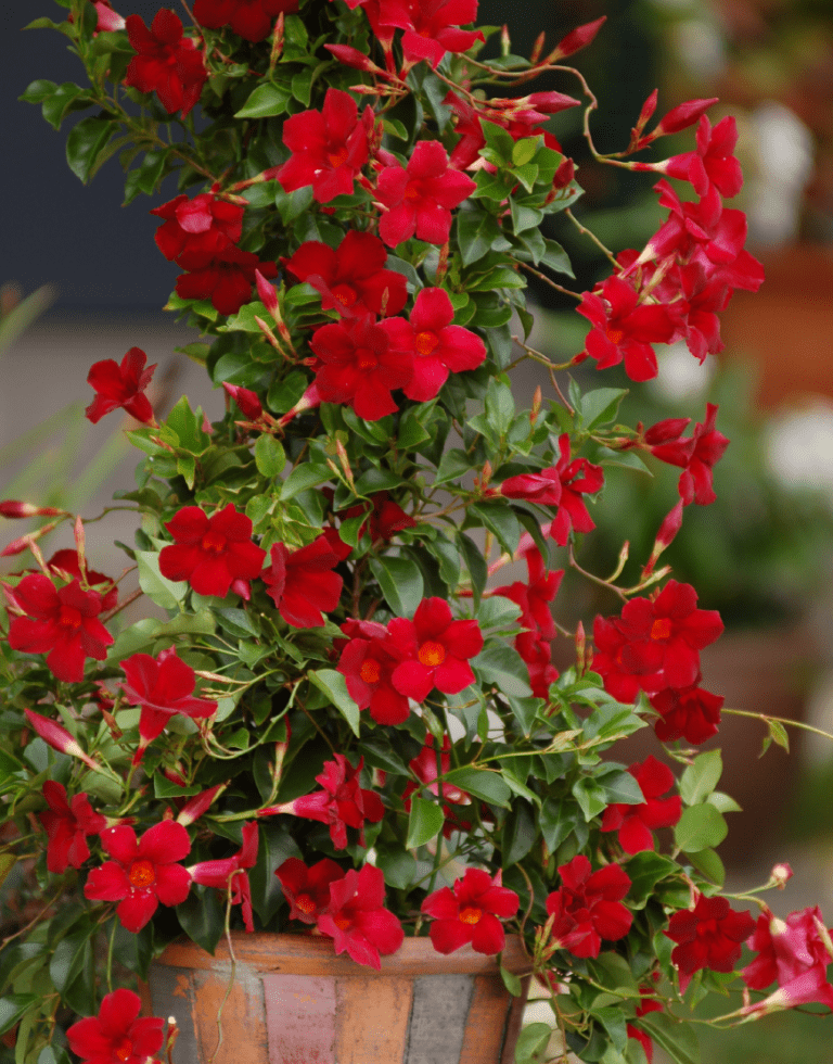 Sundaville Beauty Bright Red | World's No.1 Mandevilla (Dipladenia)