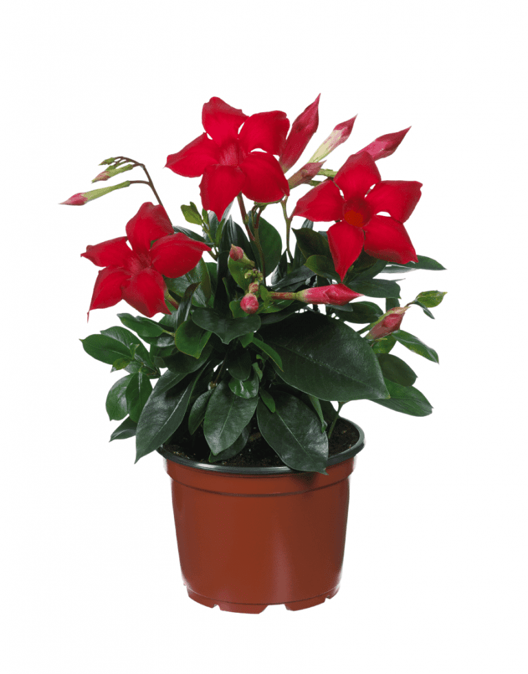 Sundaville Velvet Red | World's No.1 Mandevilla (Dipladenia)