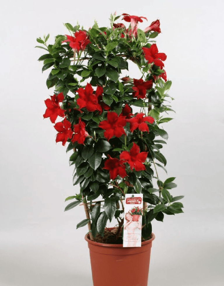 Sundaville Burgundy | World's No.1 Mandevilla (Dipladenia)