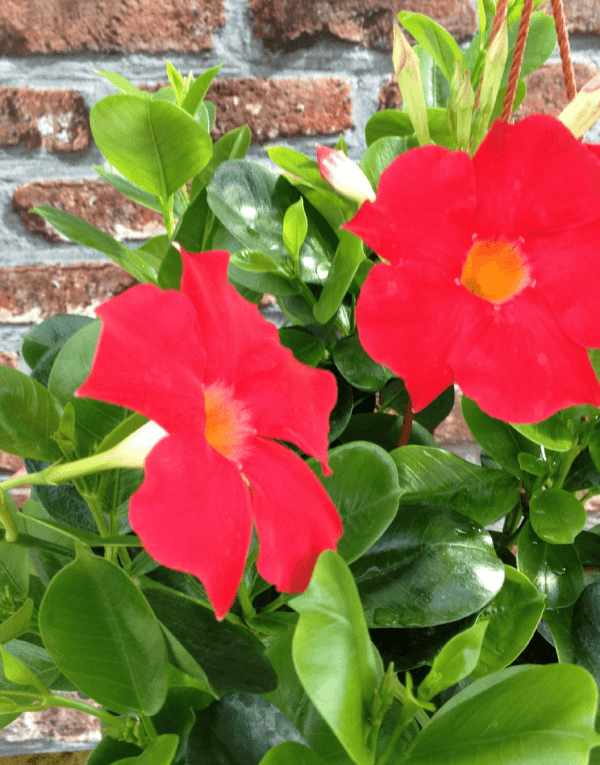 Sundaville Early Scarlet | World's No.1 Mandevilla (Dipladenia)