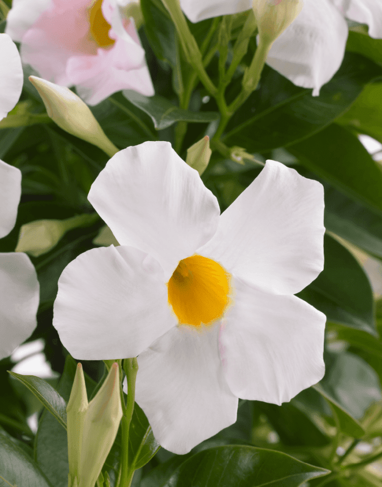 Sundaville Cream Pink | World's No.1 Mandevilla (Dipladenia)