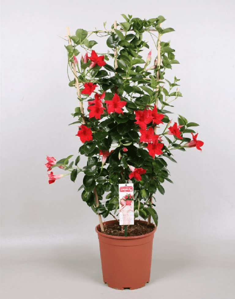 Sundaville Red | World's No.1 Mandevilla (Dipladenia)