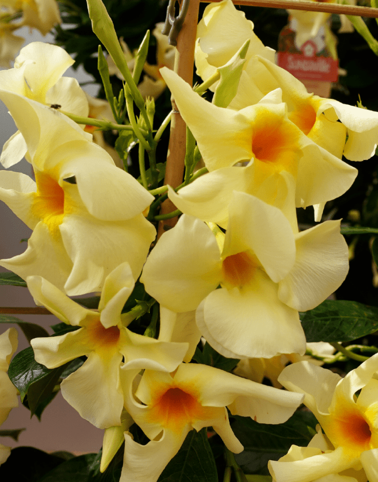 Sundaville® Lemon | World's No.1 Mandevilla (Dipladenia)