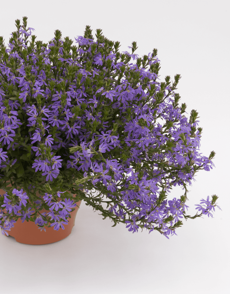 Surdiva® Deep Violet Blue | A heat-tolerant bedding plant