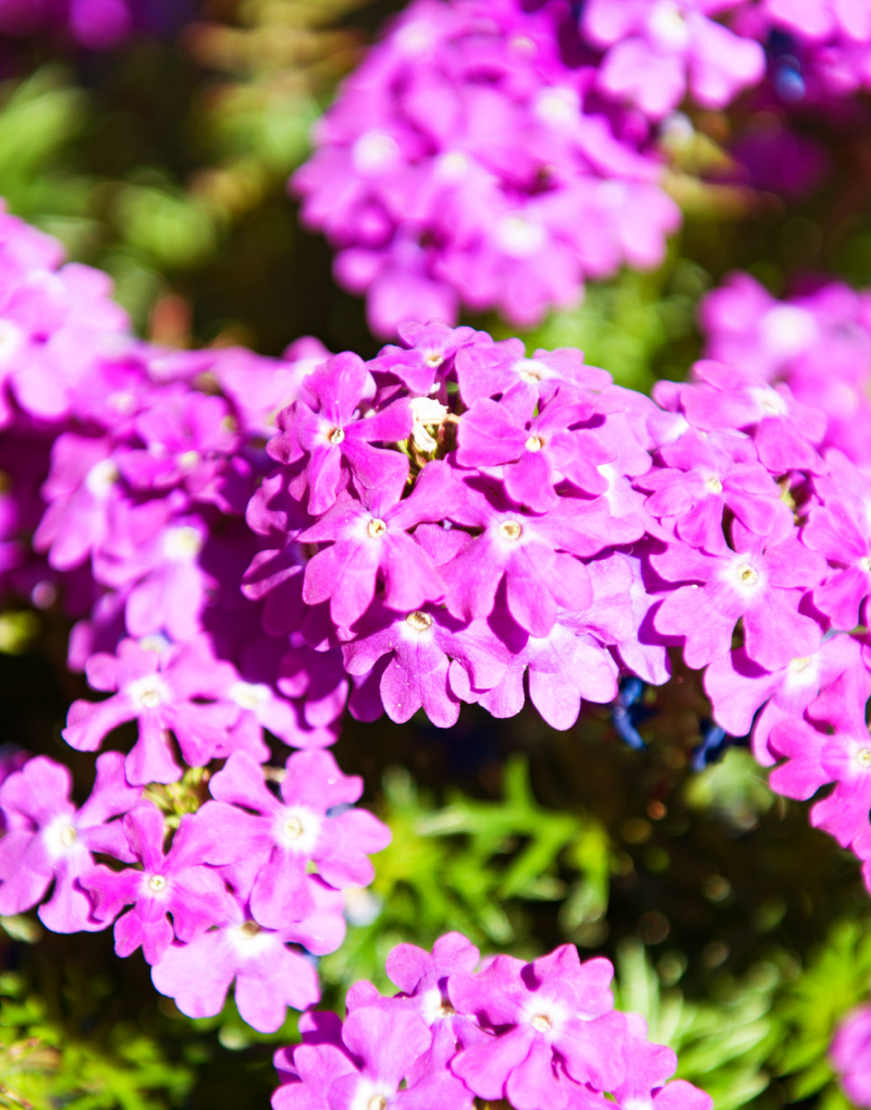 Tapien Violet | These Verbena make the perfect groundcover