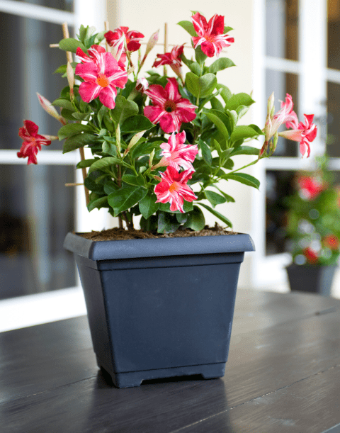 Senetti® Super Blue | Colorful, early & compact Pericallis (Senecio)