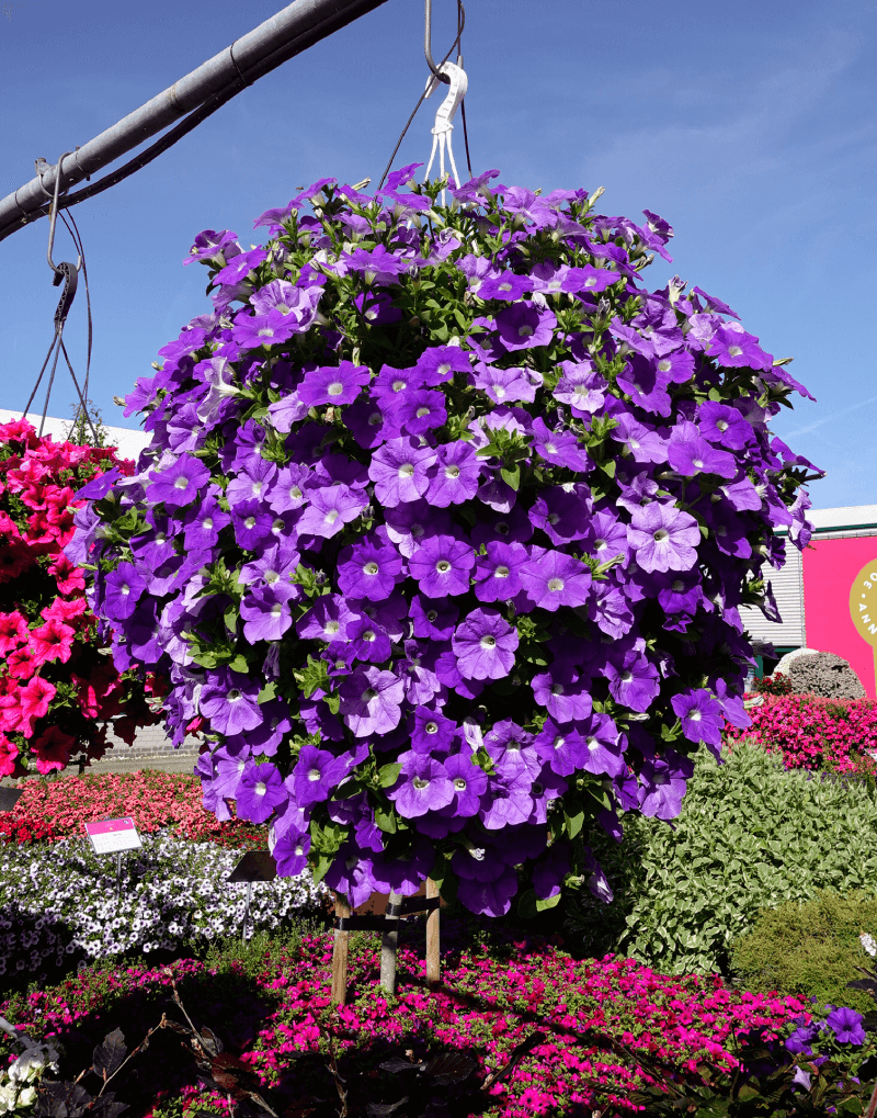 Surfinia® Trailing Blue Ocean | No.1 Original Trailing Petunia