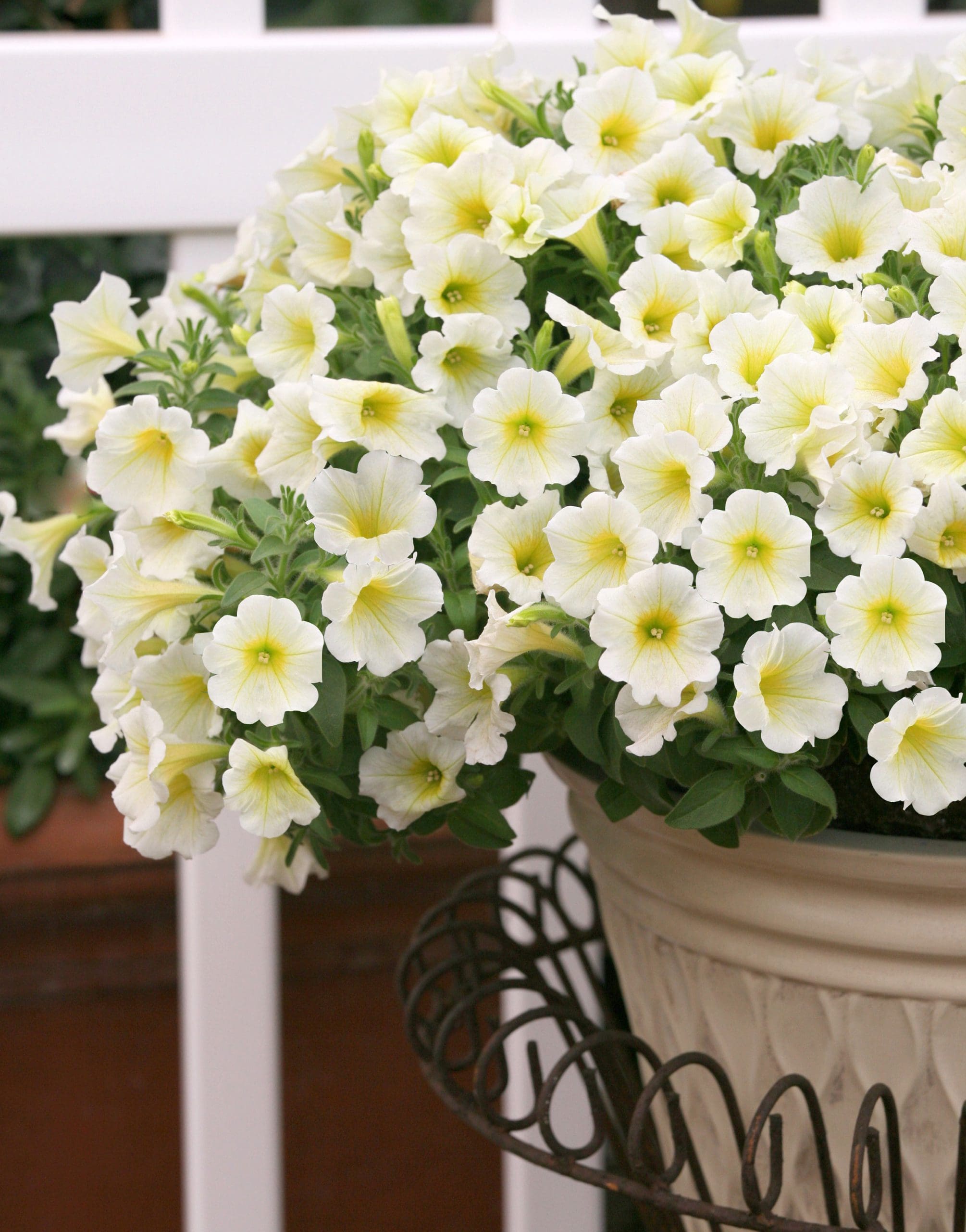 Surfinia Double White | No.1 Original Trailing Petunia