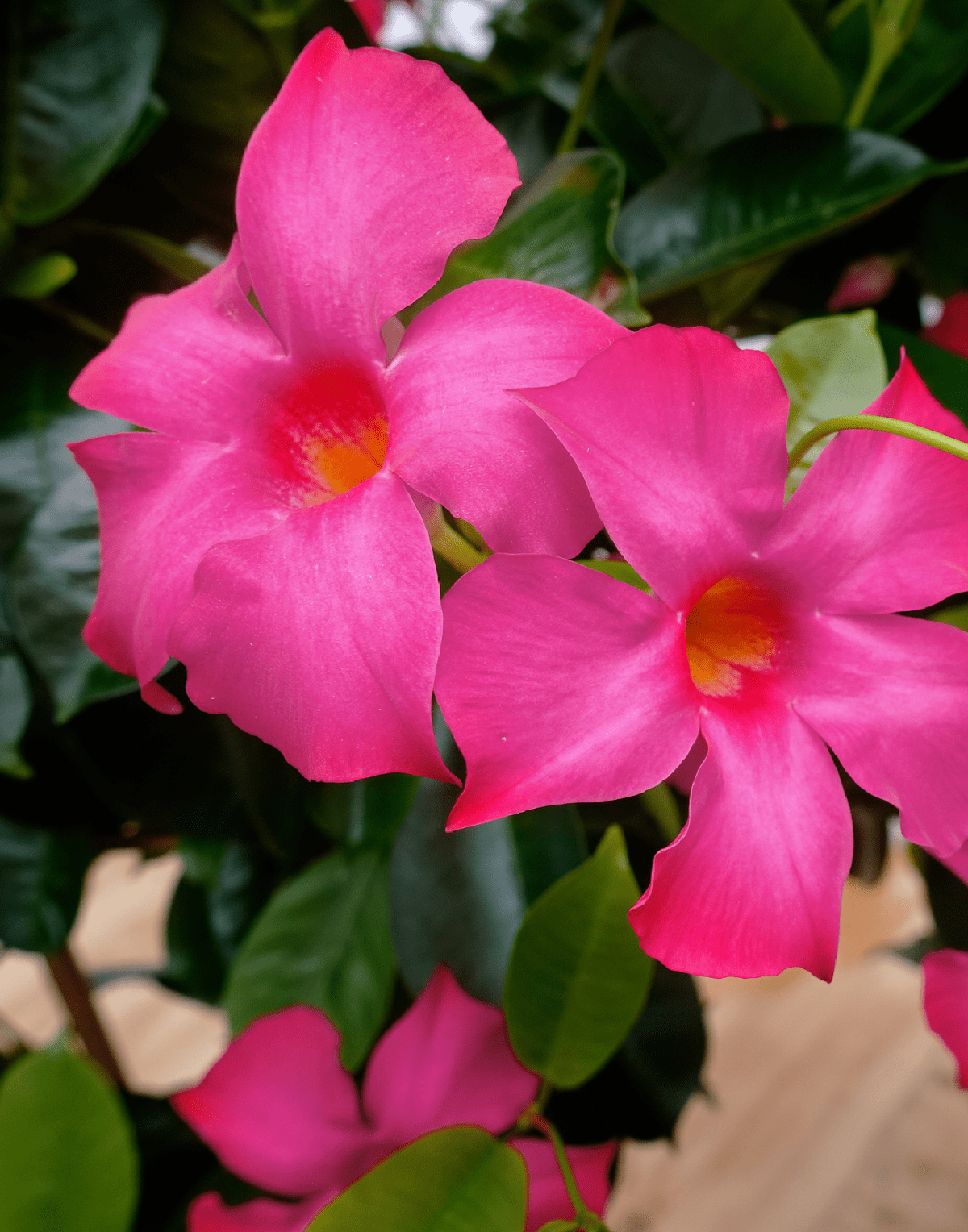 Sundaville® Fuchsia Pink