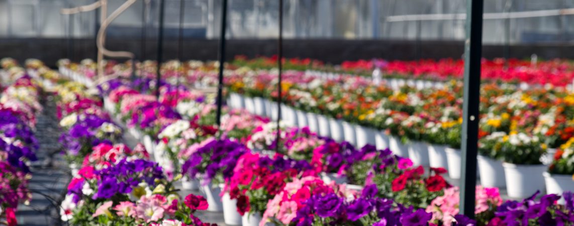a colorful cultivation of petunias flowers in a italian floriculture. High quality photo