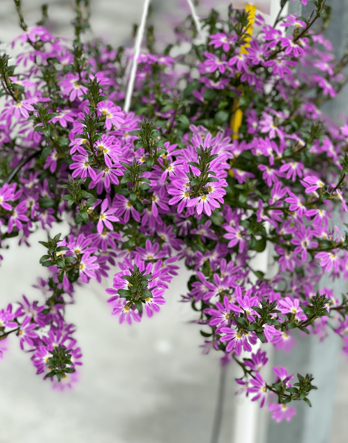 Surdiva® Lilac