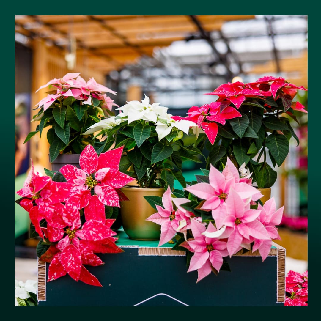 Undeniably, these plants can now be displayed in European (and over!) garden centers from as early as the end of...