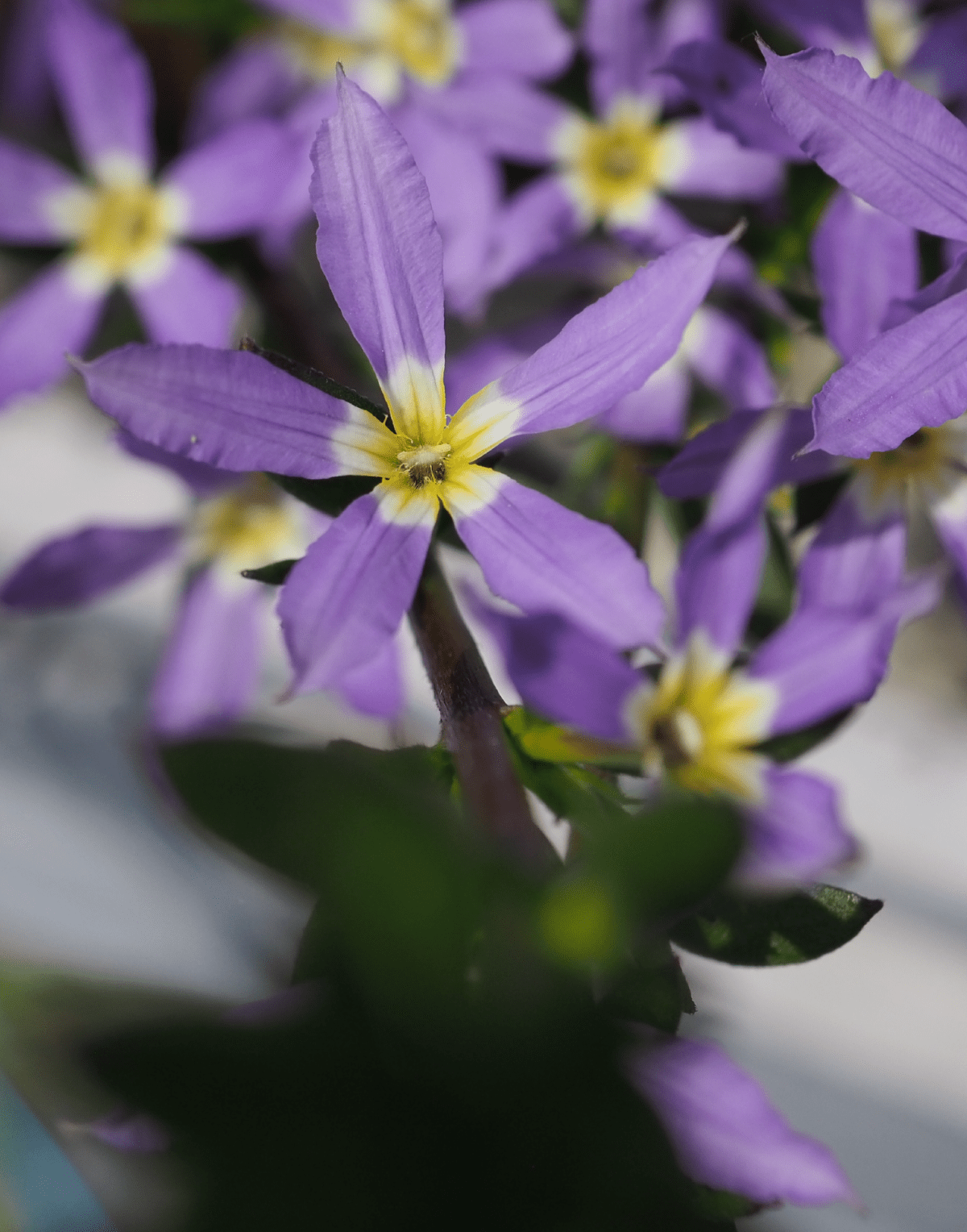 Starwest Botanicals Organic Lavender Flowers Super