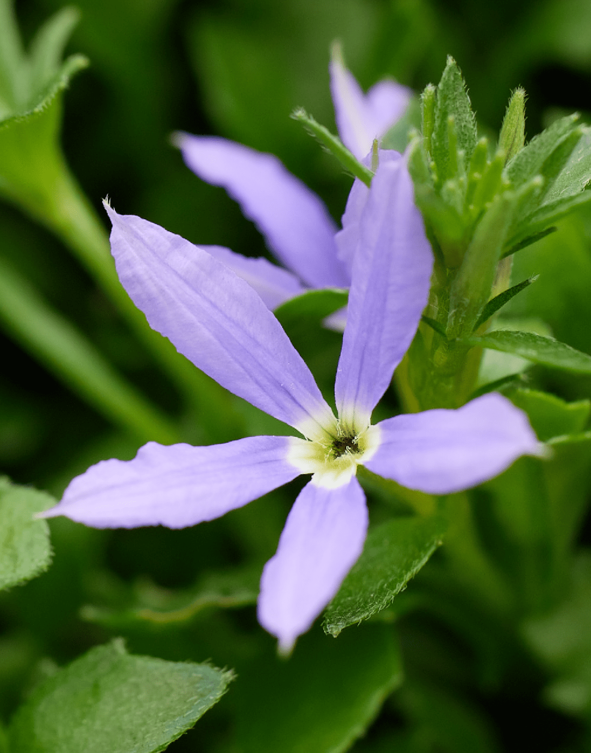 Starwest Botanicals Organic Lavender Flowers Super